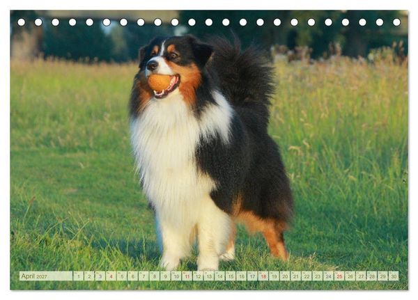 Produktbild: Australian Shepherd - H&uuml;tehunde mit Familienanschluss (Tischkalender 2027 DIN A5 quer), CALVENDO Monatskalender