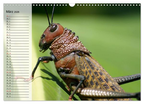 Produktbild: Die geheimnisvolle Welt der Insekten (Wandkalender 2026 DIN A3 quer), CALVENDO Monatskalender