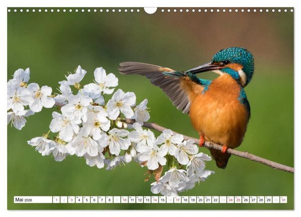 Produktbild: Faszination Eisvogel (Wandkalender 2026 DIN A3 quer), CALVENDO Monatskalender