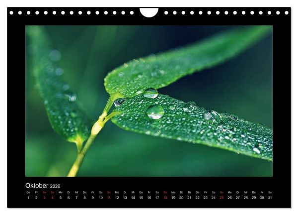 Produktbild: Meine kleine gr&uuml;ne Wassertropfen Welt (Wandkalender 2026 DIN A4 quer), CALVENDO Monatskalender