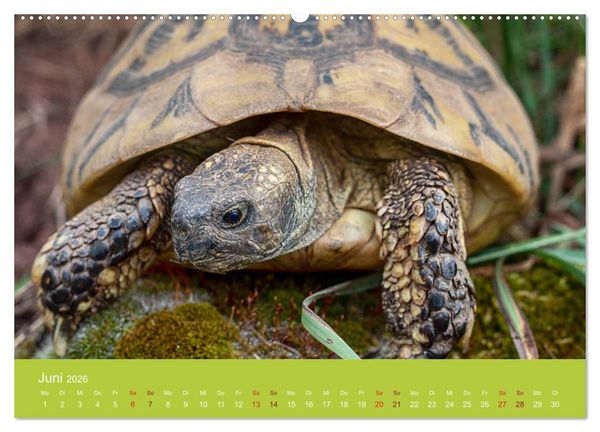 Produktbild: Meine Schildkr&ouml;ten (Wandkalender 2026 DIN A2 quer), CALVENDO Monatskalender