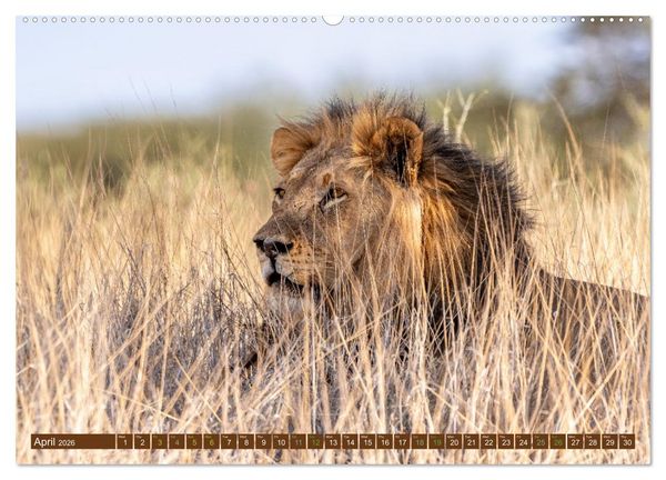 Produktbild: Lions of Southern Africa (High Quality Premium Wall Calendar 2026 DIN A2 landscape),CALVENDO 12 Month Wall Calendar