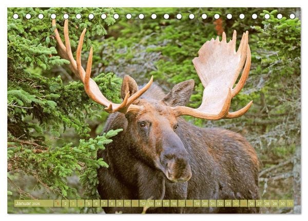Produktbild: Elche: Nordische Riesen (Tischkalender 2026 DIN A5 quer), CALVENDO Monatskalender
