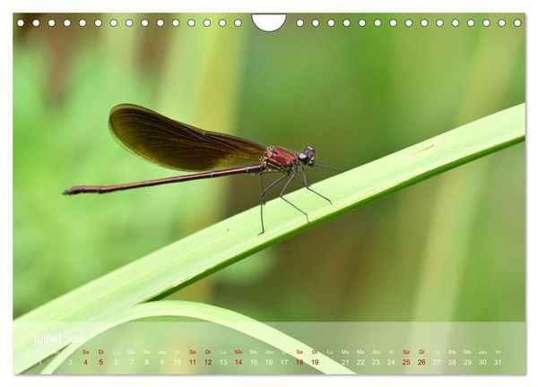 Produktbild: Oiseaux, Papillons et Libellules (Calendrier mural 2026 DIN A4 vertical), CALVENDO calendrier mensuel