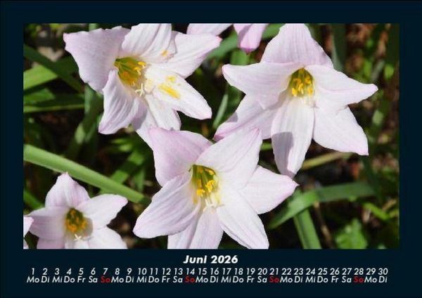Produktbild: Blumentraum 2026 Fotokalender DIN A5