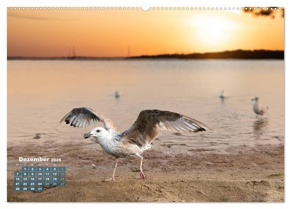 Produktbild: M&ouml;wen frech und witzig (Wandkalender 2026 DIN A2 quer), CALVENDO Monatskalender