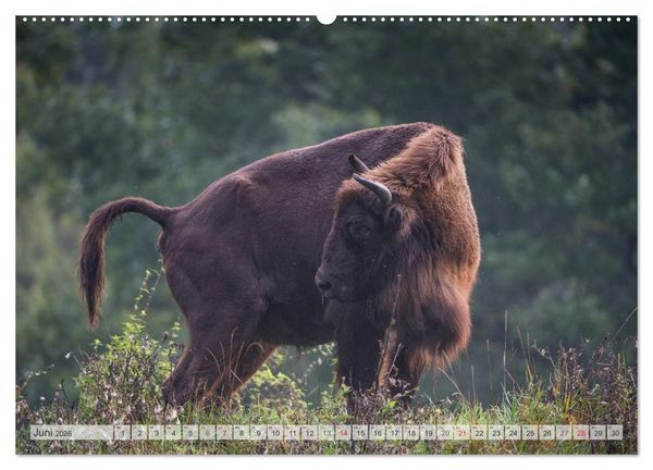 Produktbild: Emotionale Momente: Der Wisent. (hochwertiger Premium Wandkalender 2026 DIN A2 quer), Kunstdruck in Hochglanz