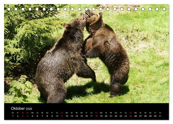 Produktbild: B&auml;ren im Nationalpark Bayerischer Wald (Tischkalender 2026 DIN A5 quer), CALVENDO Monatskalender