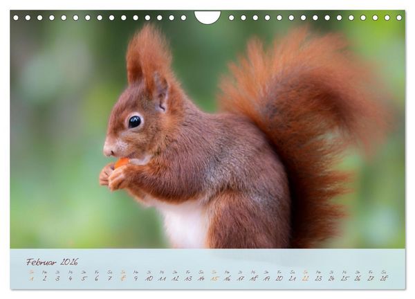 Produktbild: Sch&ouml;nheiten des Waldes (Wandkalender 2026 DIN A4 quer), CALVENDO Monatskalender