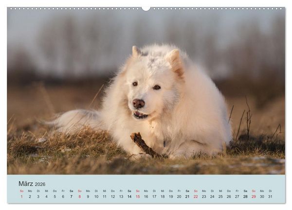 Produktbild: Samojeden - Liebenswerte Fellkugeln (hochwertiger Premium Wandkalender 2026 DIN A2 quer), Kunstdruck in Hochglanz