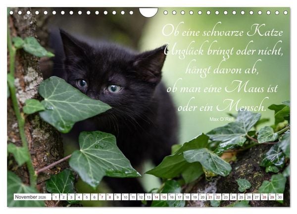 Produktbild: Kitten auf Entdeckungsreise (Wandkalender 2026 DIN A4 quer), CALVENDO Monatskalender