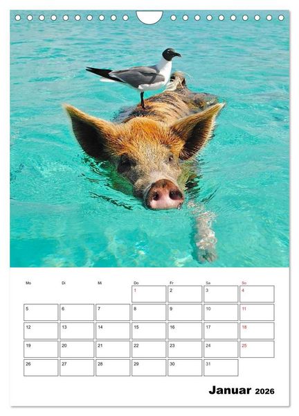 Produktbild: Schweine auf den Bahamas! (Wandkalender 2026 DIN A4 hoch), CALVENDO Monatskalender
