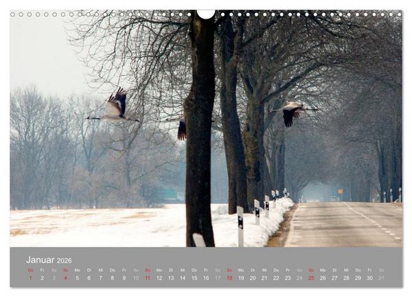 Produktbild: Kraniche in Vorpommern (Wandkalender 2026 DIN A3 quer), CALVENDO Monatskalender