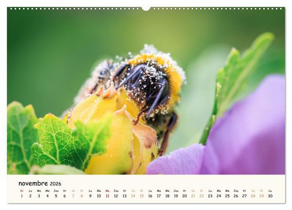 Produktbild: Nos amis les insectes (Calendrier mural 2026 DIN A2 vertical), CALVENDO calendrier mensuel