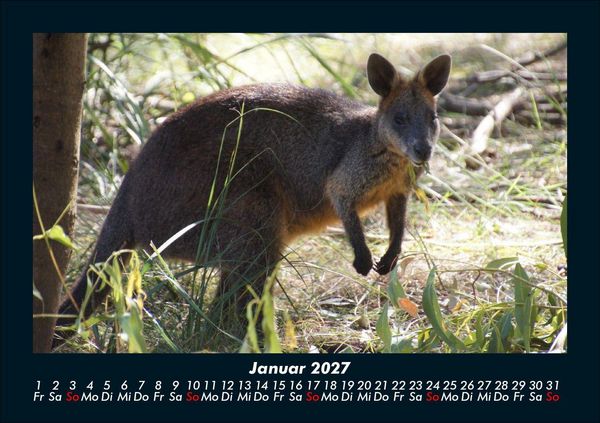 Produktbild: Tierkalender 2027 Fotokalender DIN A5