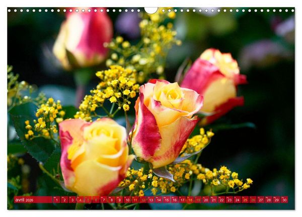 Produktbild: Le moment des roses (Calendrier mural 2026 DIN A3 vertical), CALVENDO calendrier mensuel
