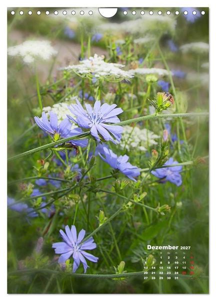 Produktbild: Ein Spaziergang &uuml;ber eine Sommerwiese (Wandkalender 2027 DIN A4 hoch), CALVENDO Monatskalender