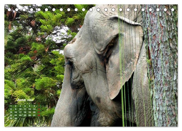 Produktbild: Gentle giants in the jungle (Desk Calendar 2026 DIN A5 landscape), CALVENDO 12 Month DeskCalendar