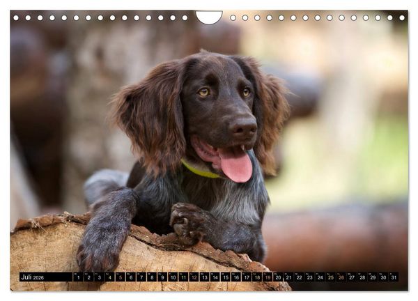 Produktbild: Faszination Jagdhund - Deutsch Langhaar (Wandkalender 2026 DIN A4 quer), CALVENDO Monatskalender