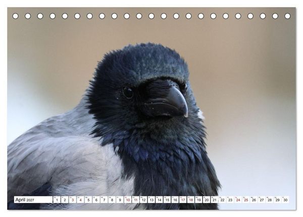Produktbild: Im Auge der Kr&auml;he (Tischkalender 2027 DIN A5 quer), CALVENDO Monatskalender