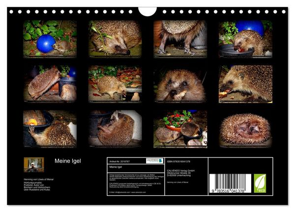 Produktbild: Meine Igel (Wandkalender 2026 DIN A4 quer), CALVENDO Monatskalender