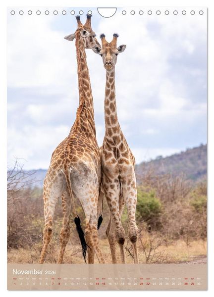 Produktbild: Giraffe Tales (Wall Calendar 2026 DIN A4 portrait), CALVENDO 12 Month Wall Calendar