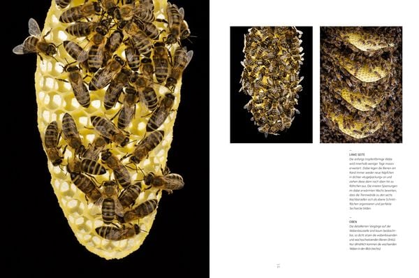 Produktbild: Honigbienen - Geheimnisvolle Waldbewohner