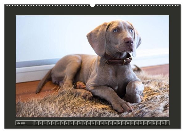 Produktbild: Weimaraner - Ein Welpenjahr (hochwertiger Premium Wandkalender 2026 DIN A2 quer), Kunstdruck in Hochglanz