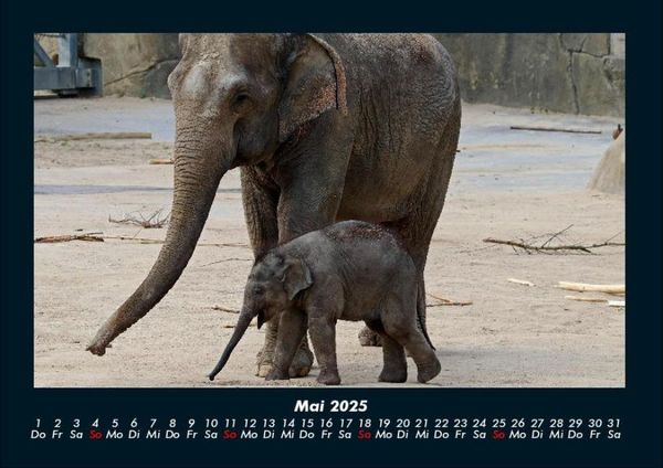 Produktbild: Elefanten - Die sanften Riesen Afrikas 2025 Fotokalender DIN A4