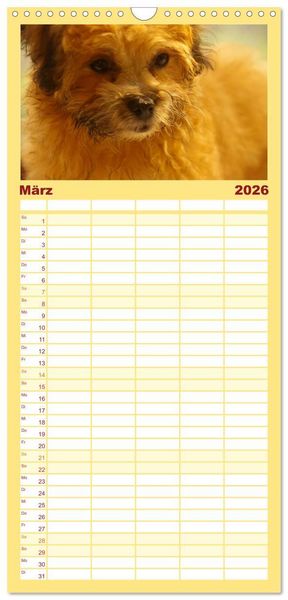 Produktbild: Familienplaner 2026 - Bolonka Zwetna mit 5 Spalten (Wandkalender, 21 x 45 cm) CALVENDO