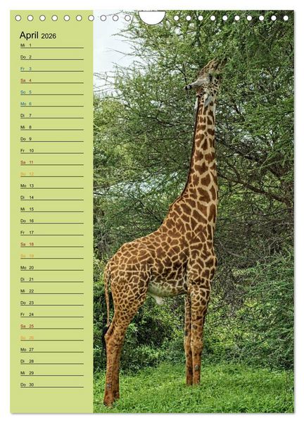 Produktbild: Giraffen. Voller Stolz und Grazie (Wandkalender 2026 DIN A4 hoch), CALVENDO Monatskalender