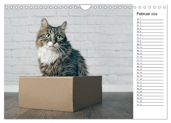 Produktbild: Karton Katzen (Wandkalender 2026 DIN A4 quer), CALVENDO Monatskalender
