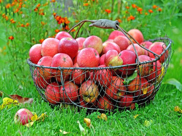 Produktbild: CALVENDO Puzzle &Auml;pfel im Korb | 1000 Teile Lege-Gr&ouml;&szlig;e 64x48cm Foto-Puzzle f&uuml;r gl&uuml;ckliche Stunden