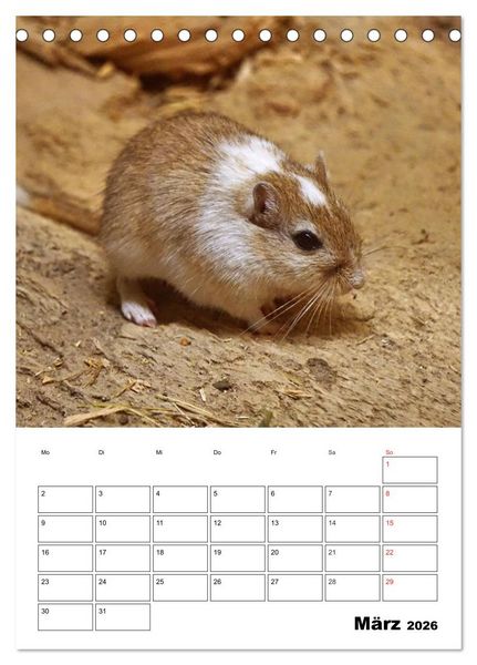 Produktbild: Lustige Rennm&auml;use (Tischkalender 2026 DIN A5 hoch), CALVENDO Monatskalender