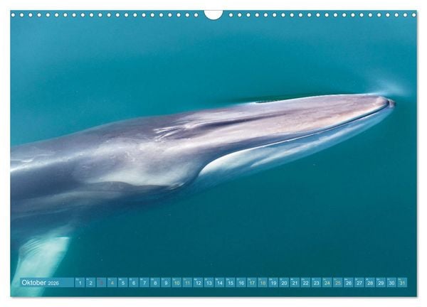 Produktbild: Wale: Giganten der Meere (Wandkalender 2026 DIN A3 quer), CALVENDO Monatskalender
