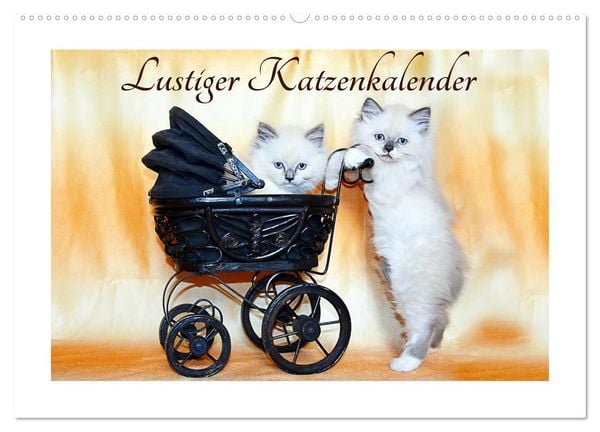 Lustiger Katzenkalender (Wandkalender 2026 DIN A2 quer), CALVENDO Monatskalender