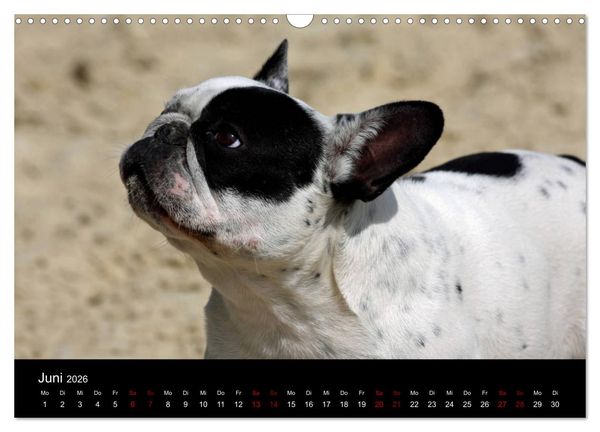 Produktbild: Franz&ouml;sische Bulldoggen - Schutzengel auf 4 Pfoten (Wandkalender 2026 DIN A3 quer), CALVENDO Monatskalender