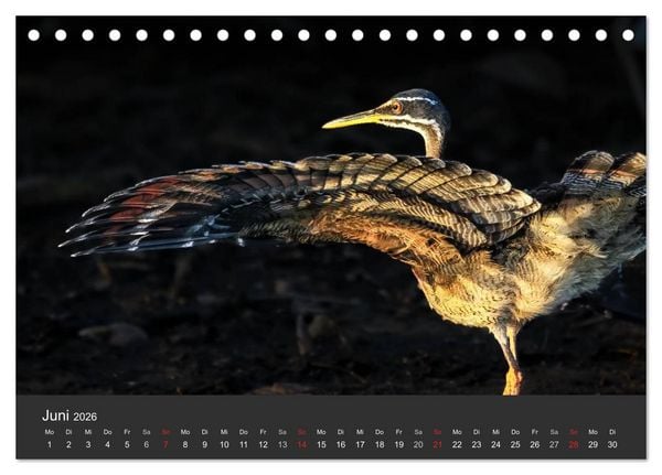 Produktbild: Wildlife Pantanal 2026 (Tischkalender 2026 DIN A5 quer), CALVENDO Monatskalender