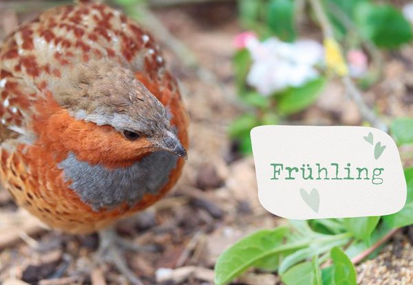 Produktbild: Was sucht das Huhn im Kr&auml;uterbeet?