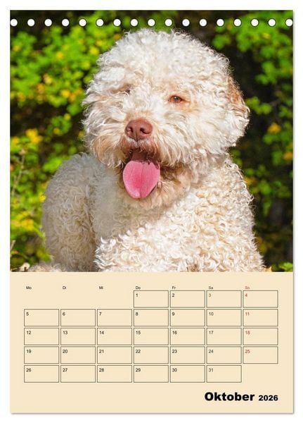 Produktbild: Jahresplaner Lagotto Romagnolo (Tischkalender 2026 DIN A5 hoch), CALVENDO Monatskalender