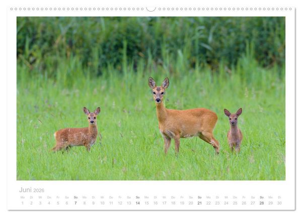 Produktbild: Rehwild 2026 (hochwertiger Premium Wandkalender 2026 DIN A2 quer), Kunstdruck in Hochglanz