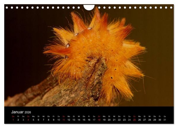 Produktbild: Faszination Schmetterlingsraupen (Wandkalender 2026 DIN A4 quer), CALVENDO Monatskalender
