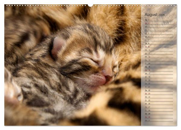 Produktbild: Die Bengalkatze. Edition Jungtiere (hochwertiger Premium Wandkalender 2026 DIN A2 quer), Kunstdruck in Hochglanz