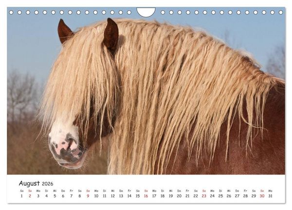 Produktbild: Kaltblut - schwere Pferde mit Herz (Wandkalender 2026 DIN A4 quer), CALVENDO Monatskalender