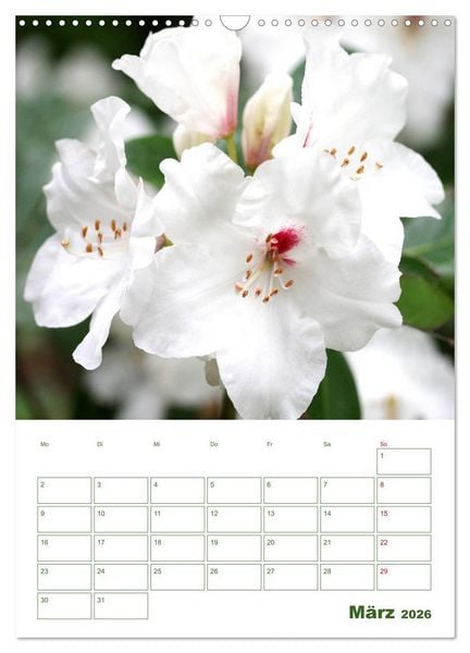Produktbild: Wei&szlig;e Bl&uuml;ten im Gr&uuml;nen (Wandkalender 2026 DIN A3 hoch), CALVENDO Monatskalender