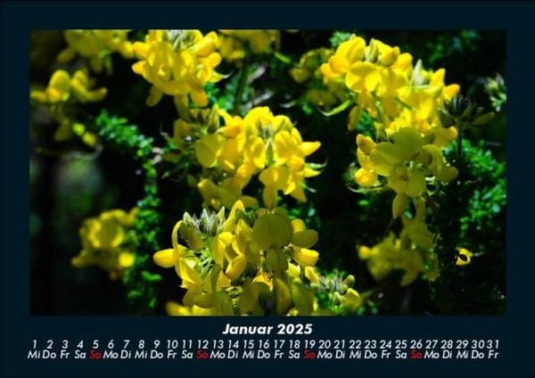 Produktbild: Blumentr&auml;ume 2025 Fotokalender DIN A5