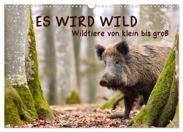 ES WIRD WILD Wildtiere von klein bis groß (Wandkalender 2025 DIN A3 quer), CALVENDO Monatskalender