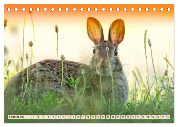 Produktbild: Feldhasen und Kaninchen (Tischkalender 2026 DIN A5 quer), CALVENDO Monatskalender