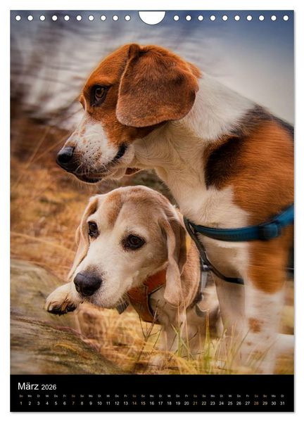 Produktbild: Beagle Action - Wilde Kuscheltiere (Wandkalender 2026 DIN A4 hoch), CALVENDO Monatskalender