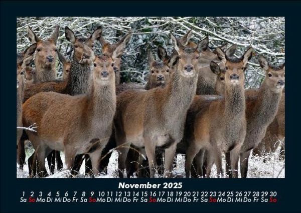 Produktbild: Welt der Tiere 2025 Fotokalender DIN A5